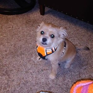 Meet your Posher, Goldie